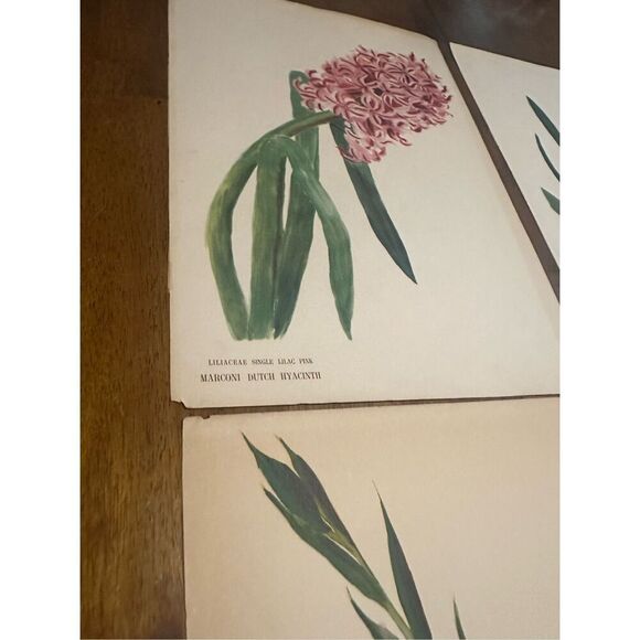 Flowers Drawn by Arlette Davids Text by Princess Bibesco prints Purple  10x14” - Picture 7 of 9